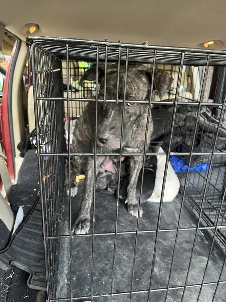 An adult large-sized female Mixed Breed dog named Bridget for adoption in Austin, TX