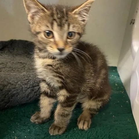 A baby small-sized female Black Domestic Short Hair cat named Lainey for adoption in Dayton, OH