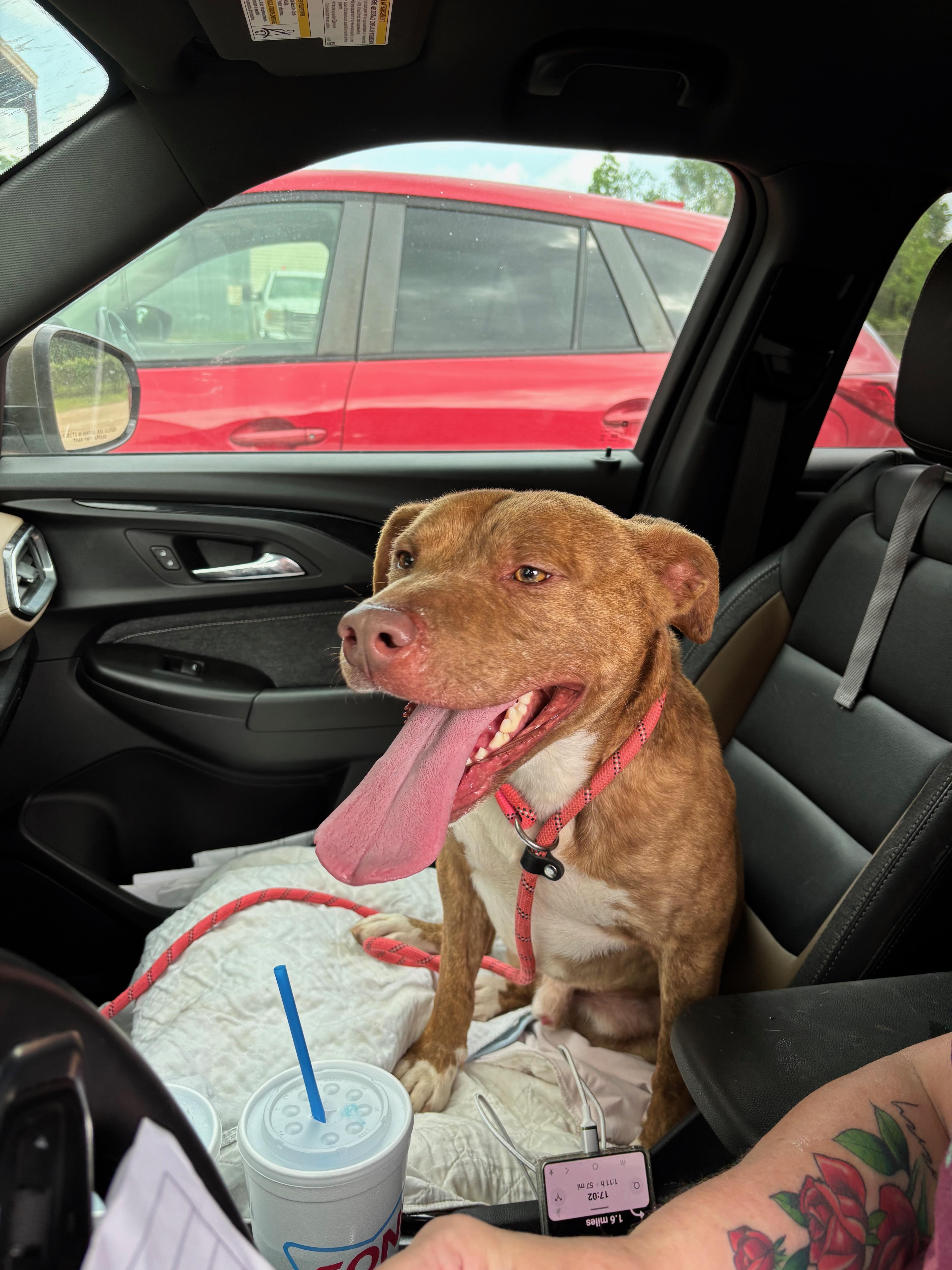 Maple Bourbon thumbnail 2