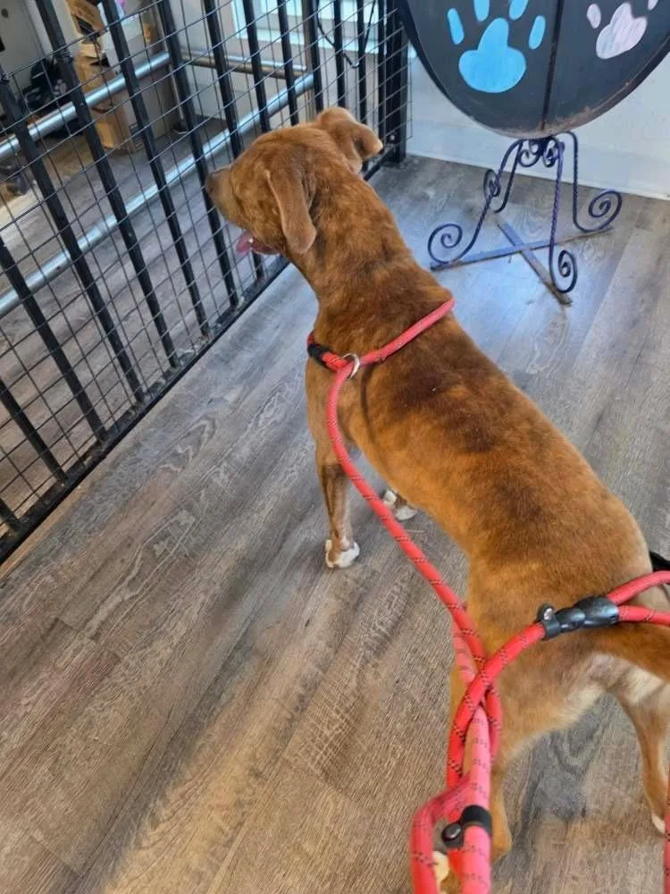 Maple Bourbon thumbnail 3