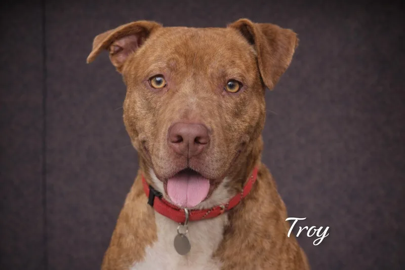 A young medium-sized male Golden Vizsla dog named Maple Bourbon for adoption in Farmington, MO