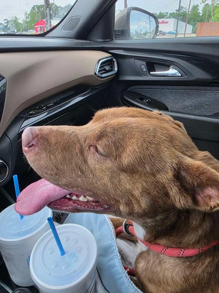 Maple Bourbon thumbnail 4