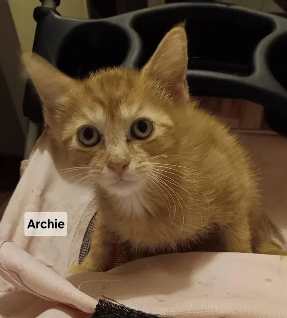 A baby small-sized male Domestic Short Hair cat named Archie for adoption in Peoria, IL