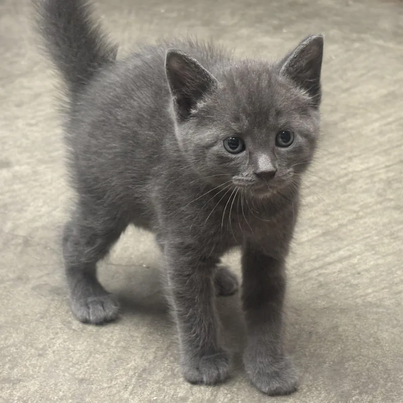 A baby small-sized male Gray / Blue / Silver Domestic Short Hair cat named Nash for adoption in Waynesburg, PA