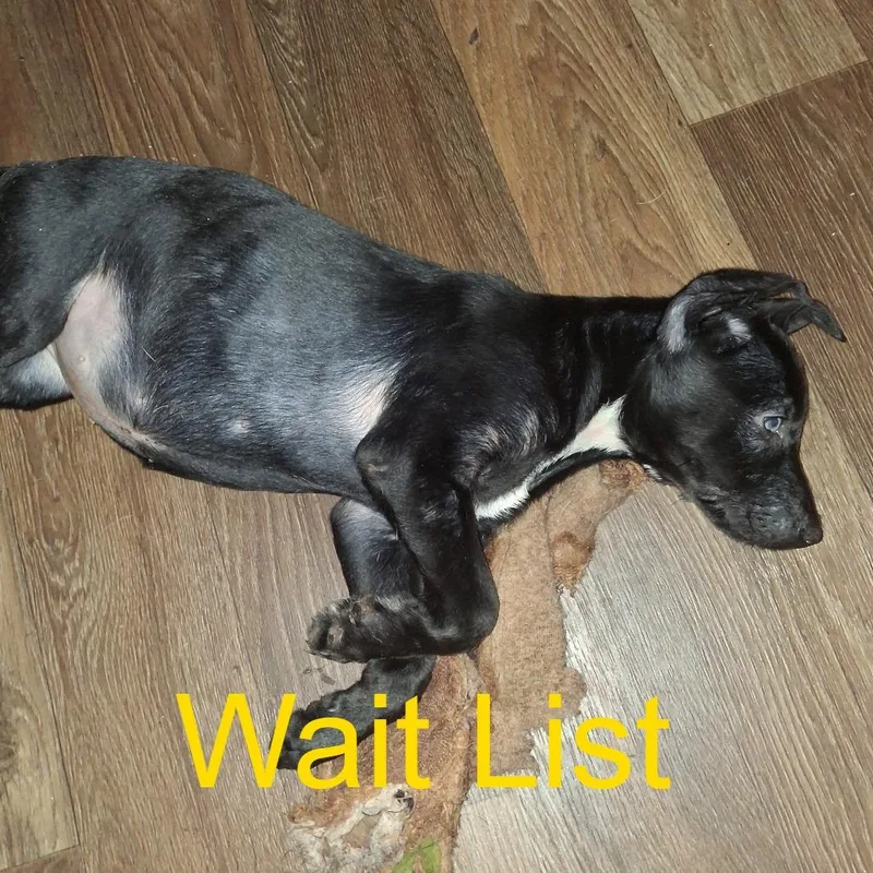 A baby small-sized female Black Labrador Retriever dog named Floppy for adoption in Livingston, TX