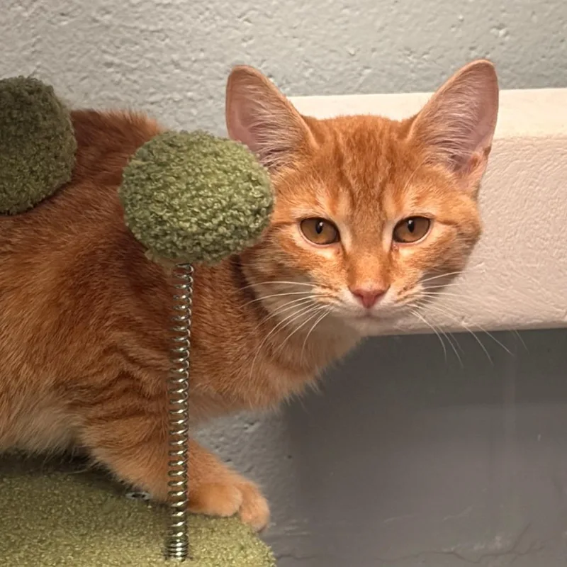 A baby small-sized male Orange / Red Domestic Short Hair cat named Greez for adoption in Grand Rapids, MI