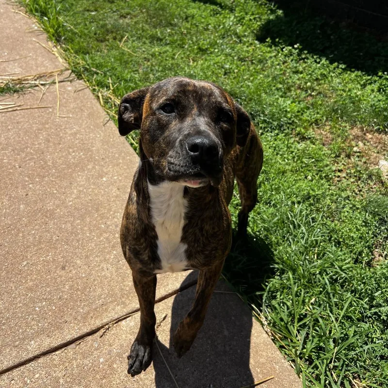 An adult medium-sized female Brindle Mastiff dog named Nina for adoption in Harrisville, WV