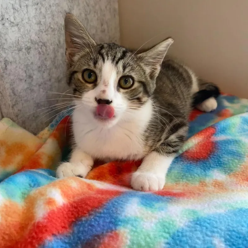 A baby small-sized female Brown / Chocolate Domestic Short Hair cat named Glenna for adoption in Charlotte, NC