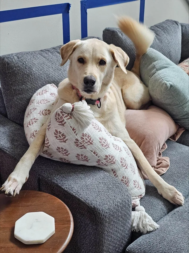 An adult medium-sized female Labrador Retriever dog named Winnie for adoption in Navarre, FL