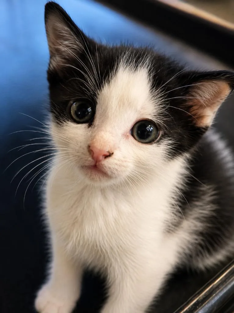 A baby medium-sized female Domestic Short Hair cat named Tracey Partridge for adoption in Parkville, MD