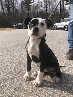 A baby medium-sized female Pit Bull Terrier dog named Shayla for adoption in Winthrop, MA