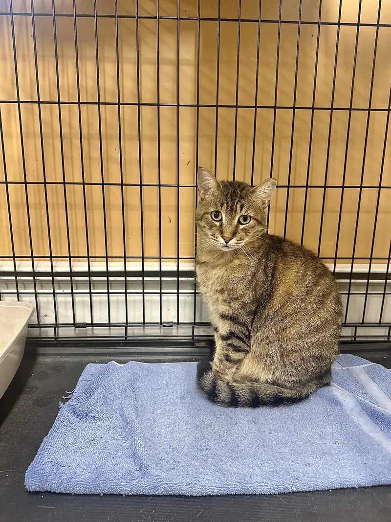 A young large-sized male Domestic Short Hair cat named Achillies for adoption in Pleasantville, NJ