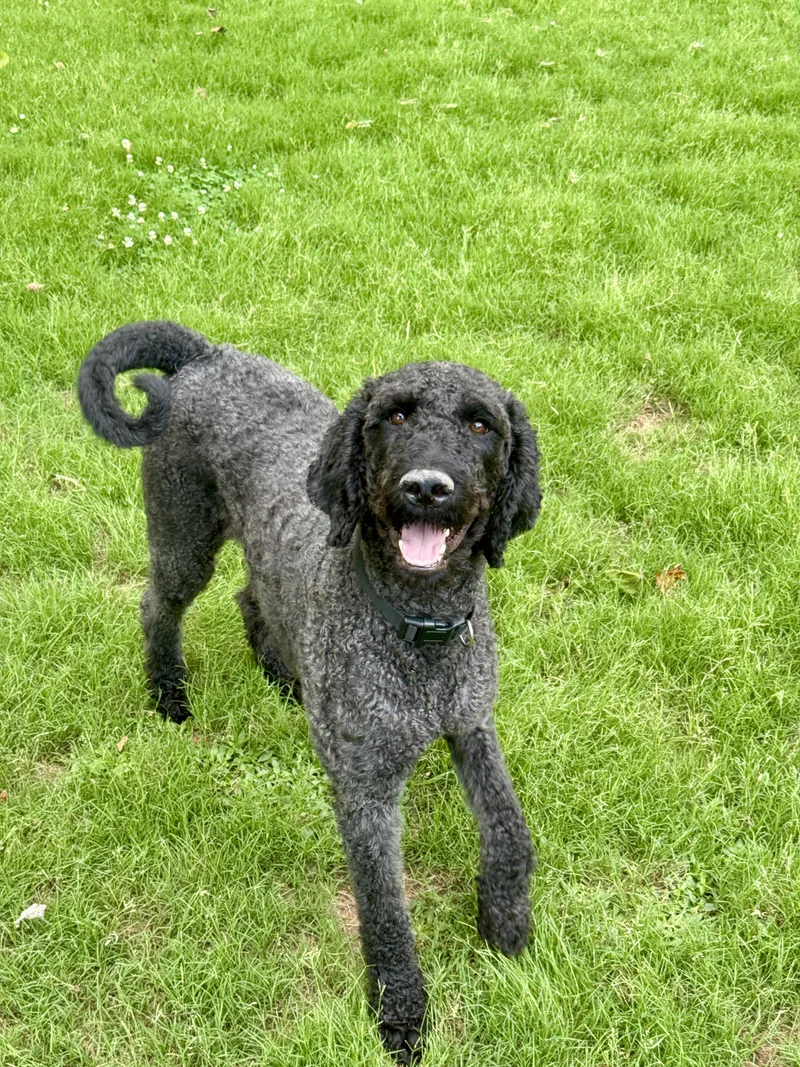 Beauregard