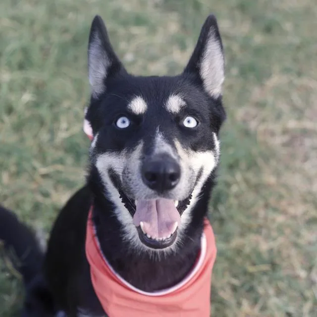 A young medium-sized female Husky dog named Horus for adoption in San Antonio, TX