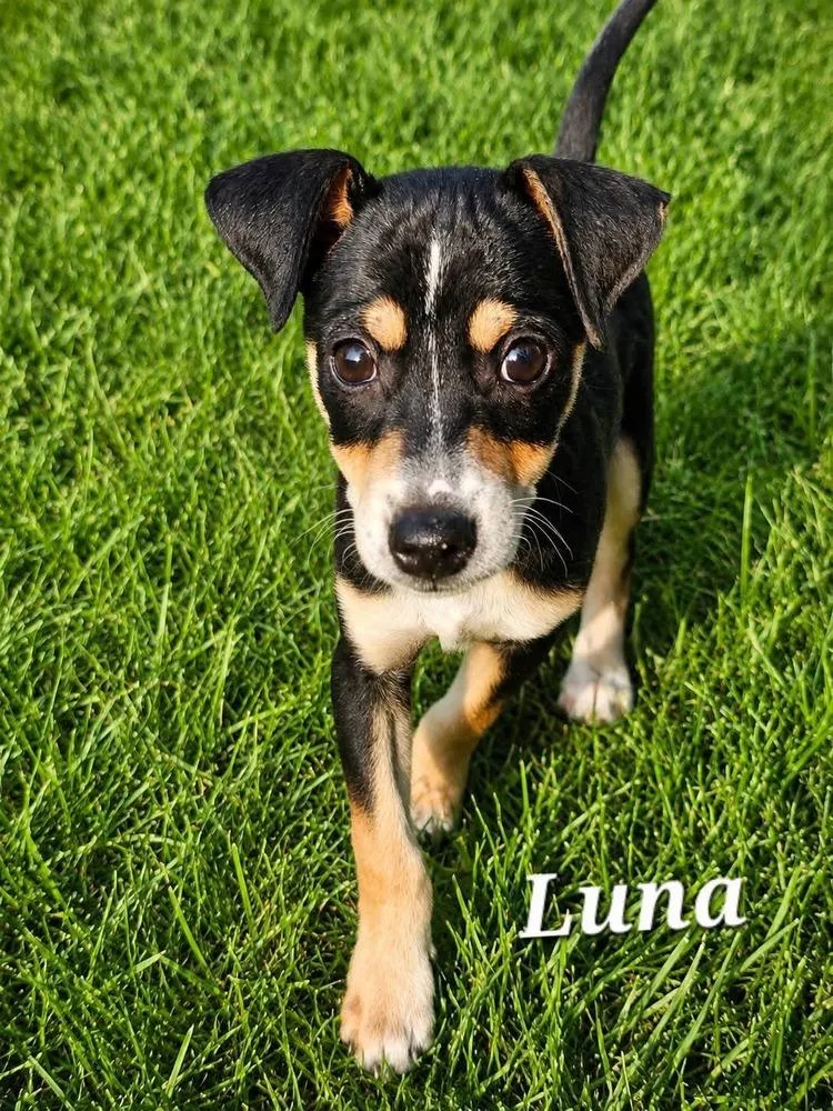 A baby medium-sized female Brown / Chocolate Mixed Breed dog named Luna for adoption in Dorr, MI