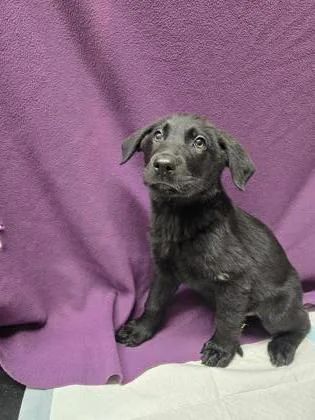 A young small-sized male German Shepherd Dog dog named Gonzo the Great for adoption in Roseville, CA