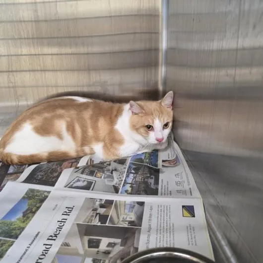 An adult medium-sized male Domestic Short Hair cat named Mango for adoption in Los Angeles, CA