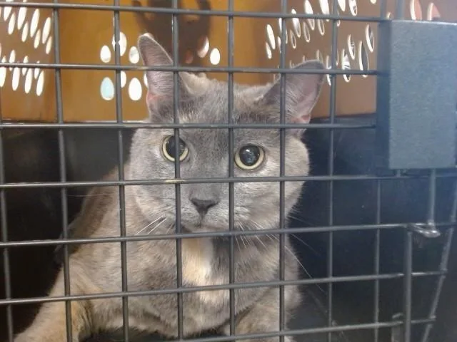 An adult small-sized female Domestic Short Hair cat named Bella for adoption in Oklahoma City, OK