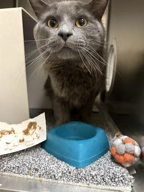 An adult medium-sized male Domestic Long Hair cat named Fern for adoption in Anchorage, AK
