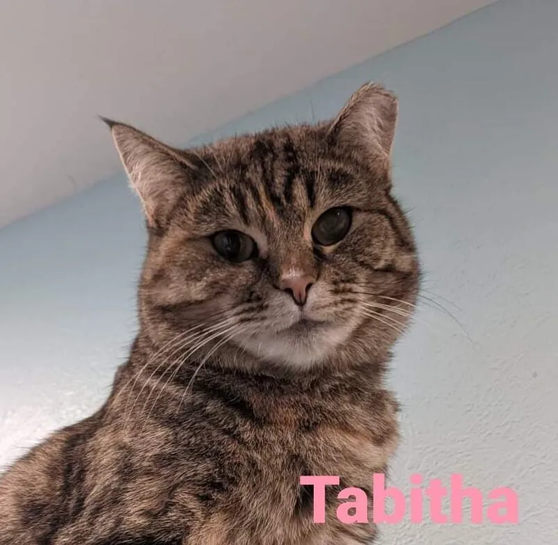 Tabitha thumbnail 3