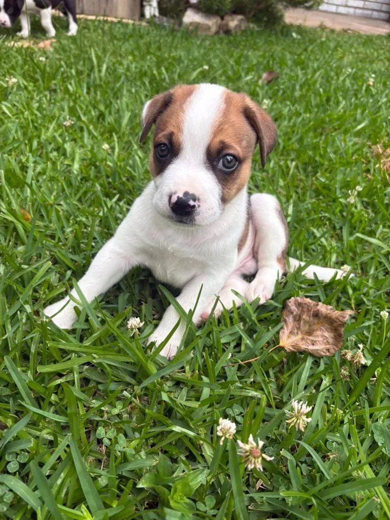 A baby medium-sized male Mixed Breed dog named Edmund for adoption in Fond Du Lac, WI