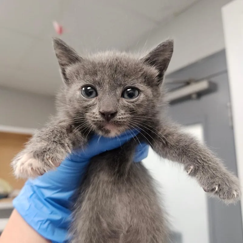 A baby small-sized female Domestic Short Hair cat named Ruby for adoption in Greenville, SC