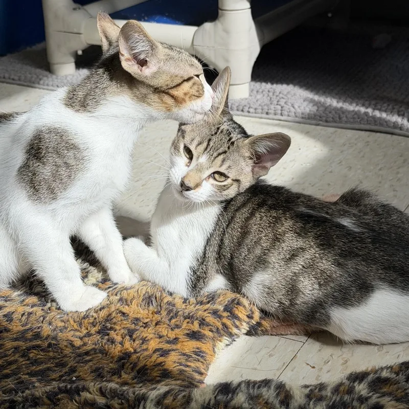 A baby large-sized male White Domestic Short Hair cat named Bert and Ernie for adoption in Salem, NH