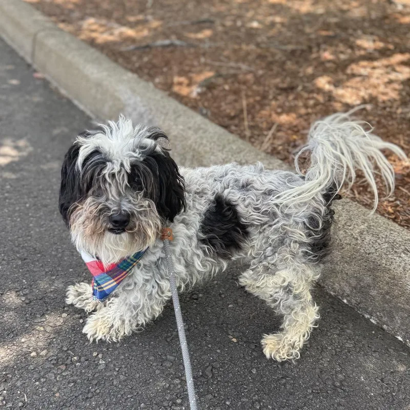 An adult small-sized male Black Poodle dog named Oreo for adoption in Newberg, OR