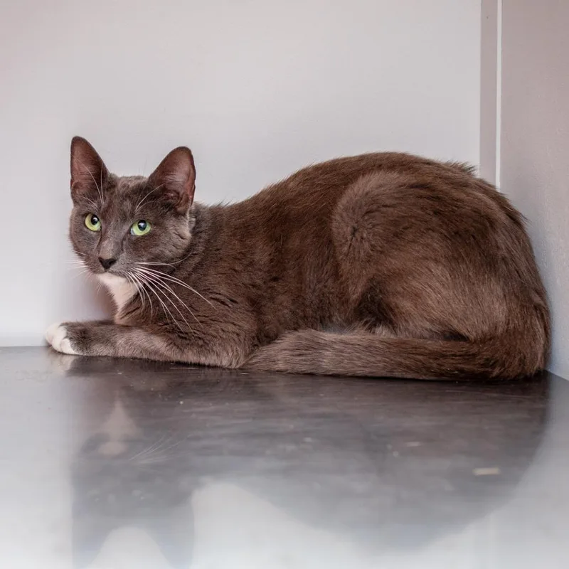 A young medium-sized female Gray / Blue / Silver Domestic Short Hair cat named Babs for adoption in Hattiesburg, MS