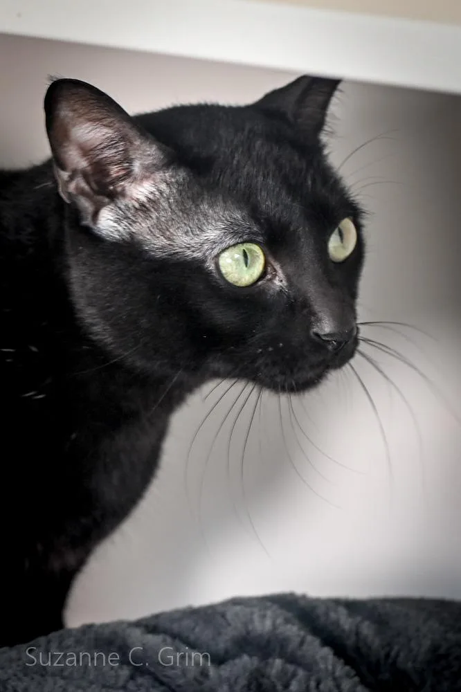 A young medium-sized male Abyssinian cat named Jax for adoption in New Orleans, LA