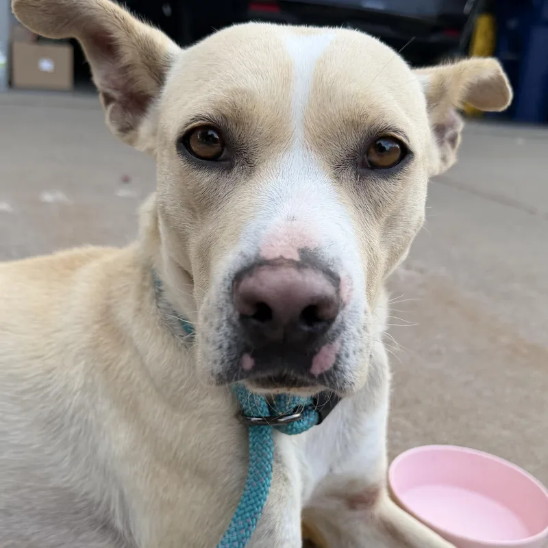 An adult medium-sized female Yellow / Tan / Blond / Fawn Mixed Breed dog named Elsie Bell for adoption in Bettendorf, IA