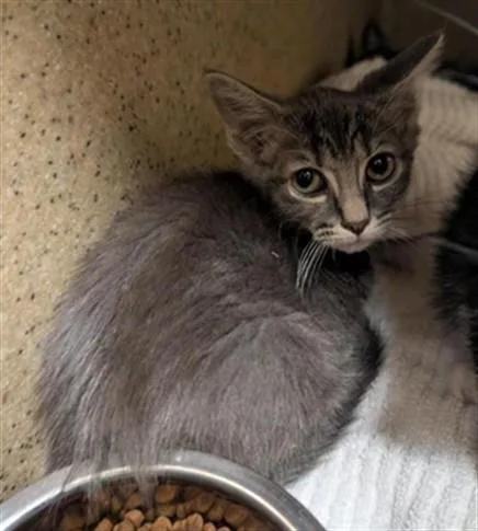 A baby small-sized female Domestic Short Hair cat named Ivy for adoption in Sacramento, CA