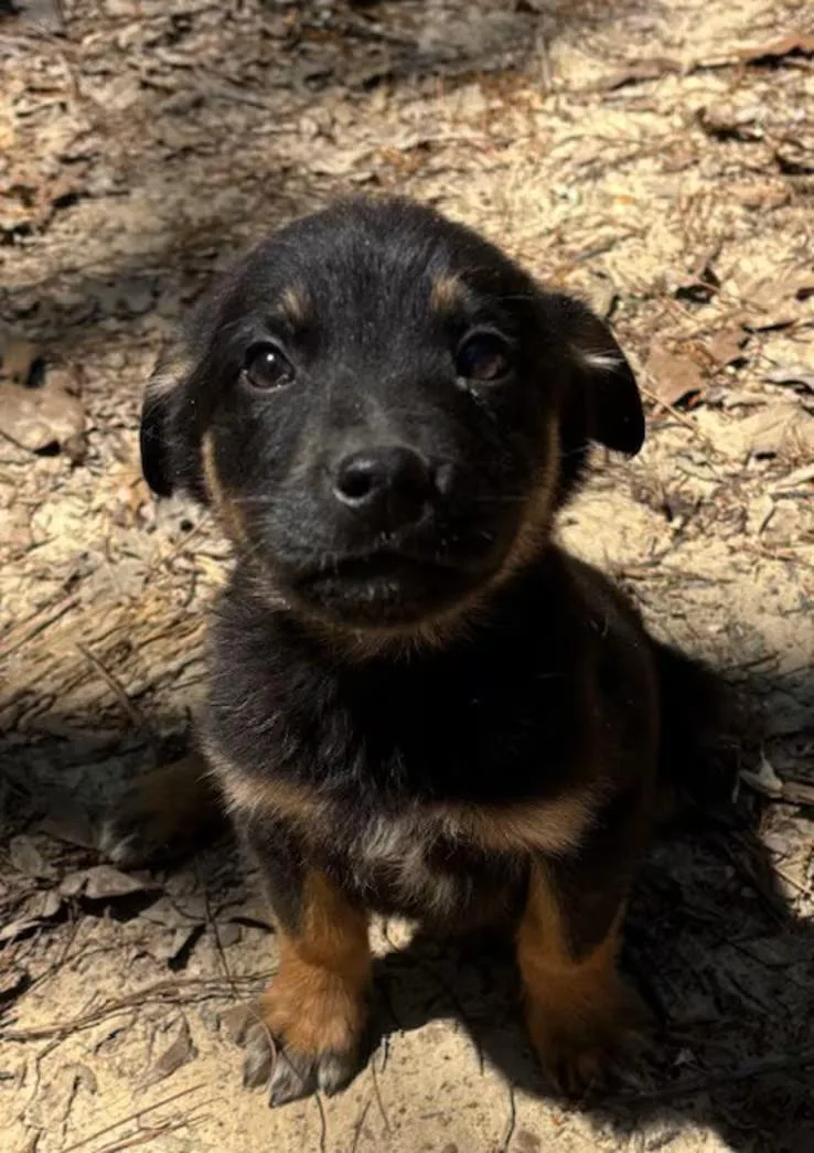 Hot Sands thumbnail 4