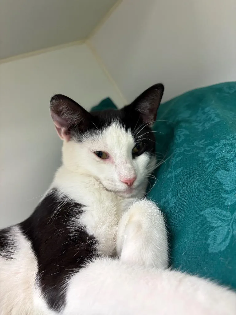A baby small-sized male Domestic Short Hair cat named Tonto for adoption in Johnson City, TN