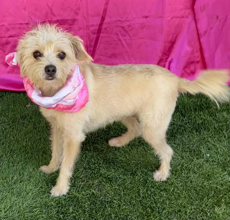 A young small-sized female Terrier dog named Lulu for adoption in Rowland Heights, CA