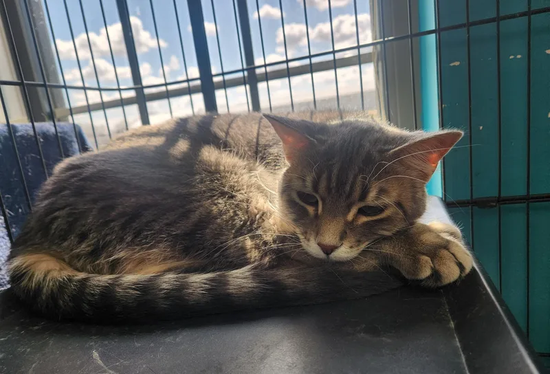 Rapunzel thumbnail 2