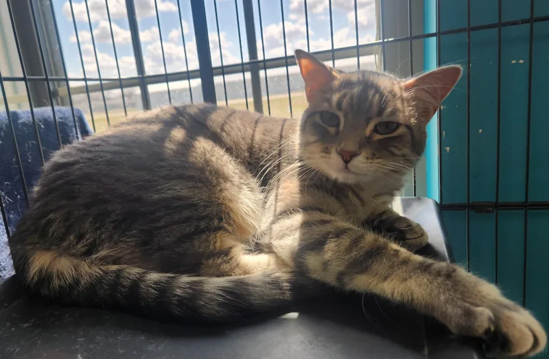 An adult medium-sized female Tabby (Gray / Blue / Silver) Domestic Short Hair cat named Rapunzel for adoption in Brookings, SD