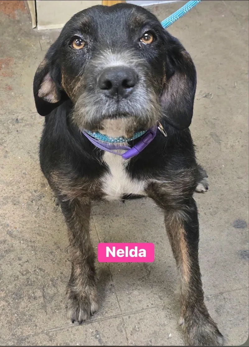 A baby medium-sized female Poodle dog named Nelda for adoption in Alexander, AR