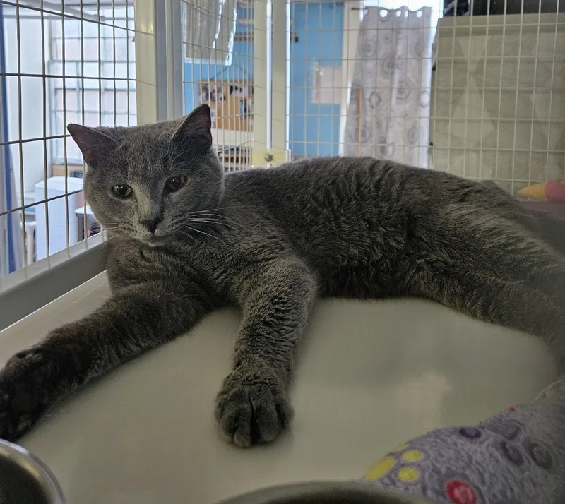 An adult medium-sized male Domestic Short Hair cat named Norris for adoption in Claremont, NH