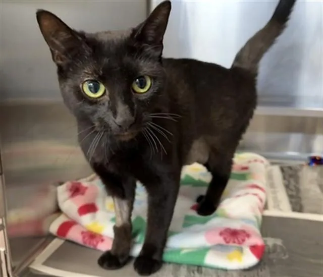 A young medium-sized female Domestic Short Hair cat named Reni for adoption in Aurora, IL