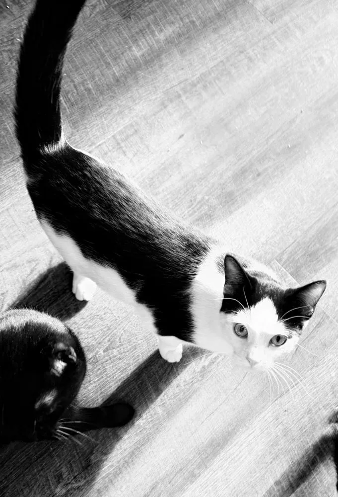A young medium-sized female Black & White / Tuxedo Domestic Short Hair cat named Bela Lugosi for adoption in Warren, CT