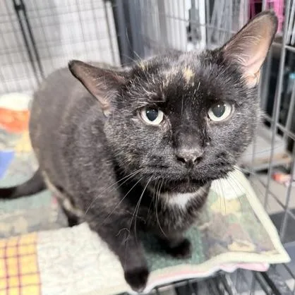 A senior medium-sized female Tortoiseshell Domestic Short Hair cat named PollyAnna for adoption in Rochester, MN