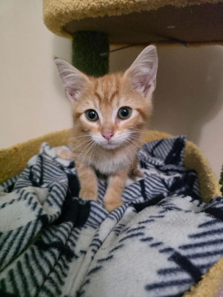 A baby medium-sized male Tabby (Orange / Red) Domestic Medium Hair cat named Killian for adoption in Virginia Beach, VA