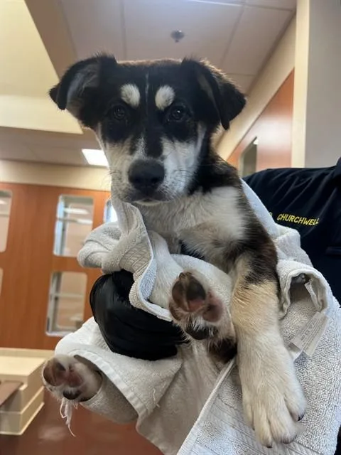 A young small-sized female Shepherd dog named Piper for adoption in Riverside, CA