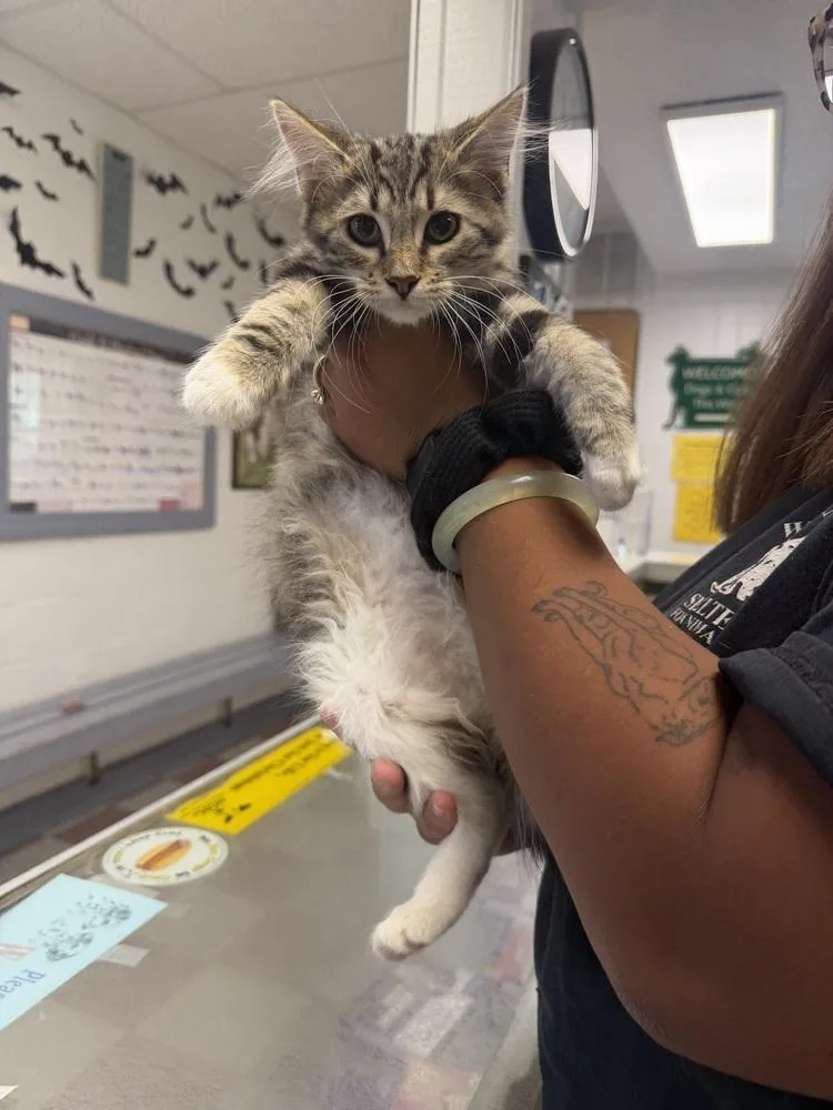 A young medium-sized male Domestic Medium Hair cat named Darcy for adoption in Ontario, CA