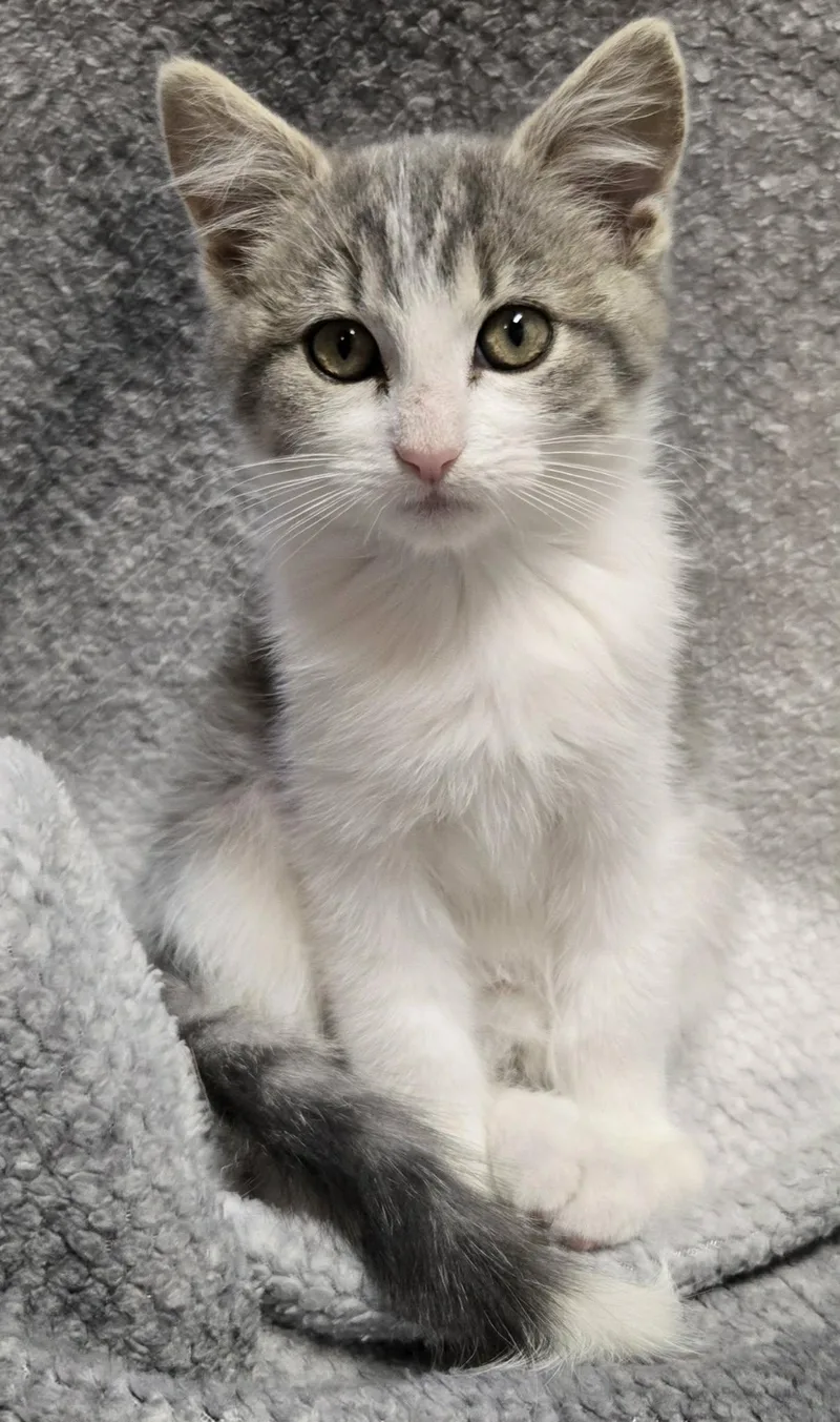 A baby small-sized male Gray & White Domestic Short Hair cat named Stewie for adoption in Saint Charles, MO