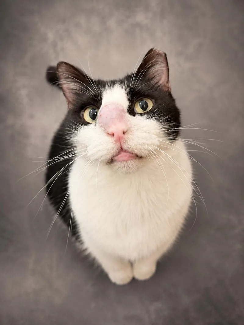 A young medium-sized male Domestic Short Hair cat named Oreo for adoption in Coconut Creek, FL