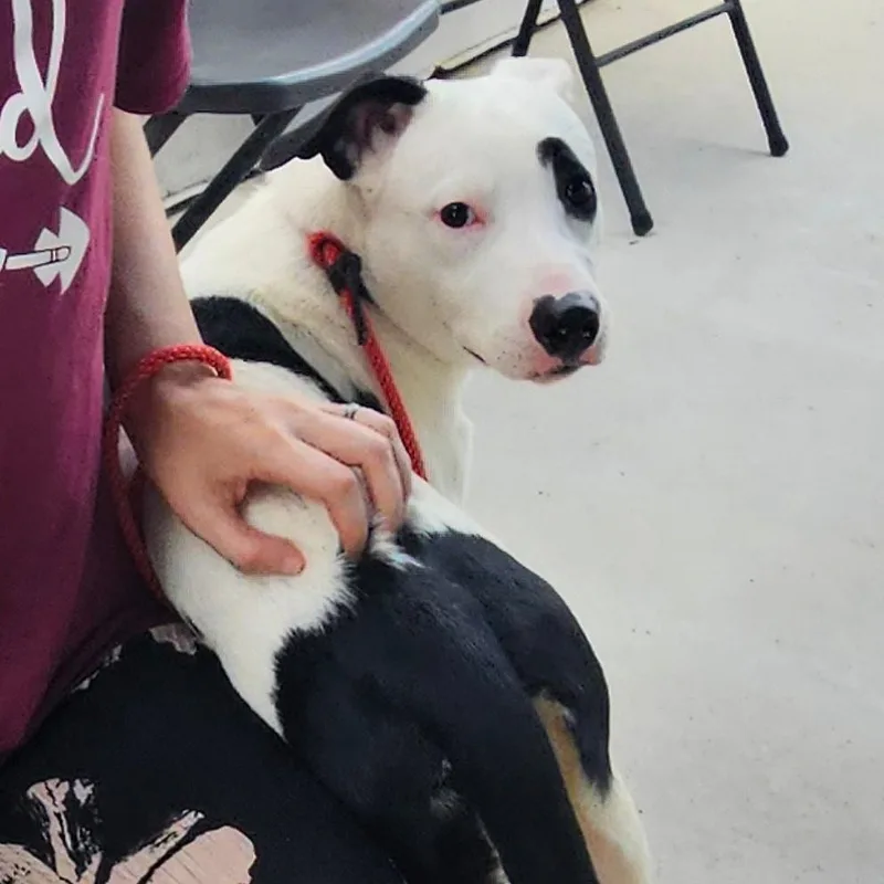 A young medium-sized female White / Cream Terrier dog named Athena for adoption in CORPUS CHRISTI, TX