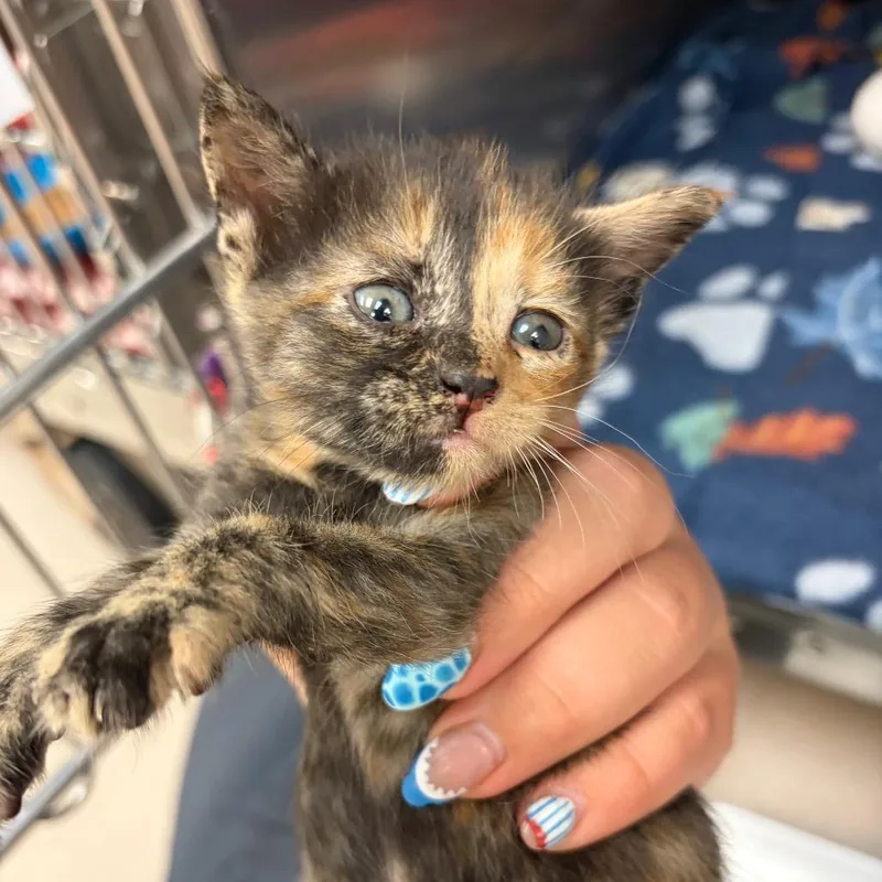A baby small-sized female Black Domestic Short Hair cat named Dorothy for adoption in Newark, NJ