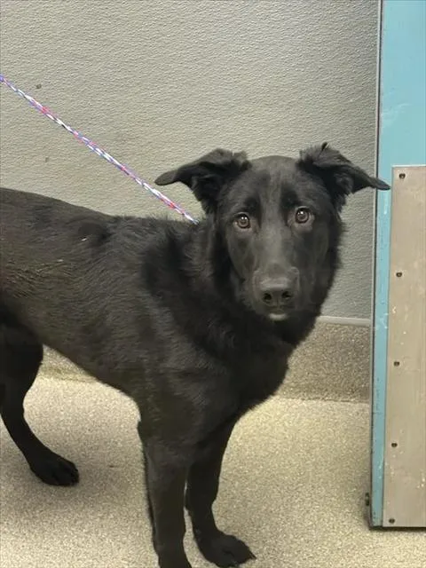 A young large-sized female German Shepherd Dog dog named Juliette for adoption in Las Vegas, NV